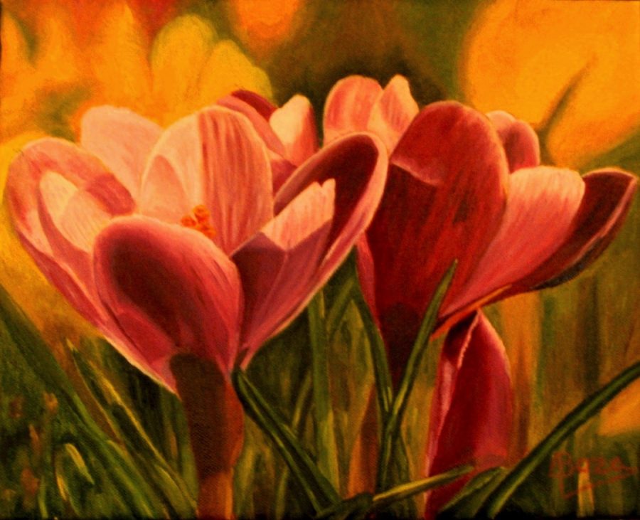 Crocus